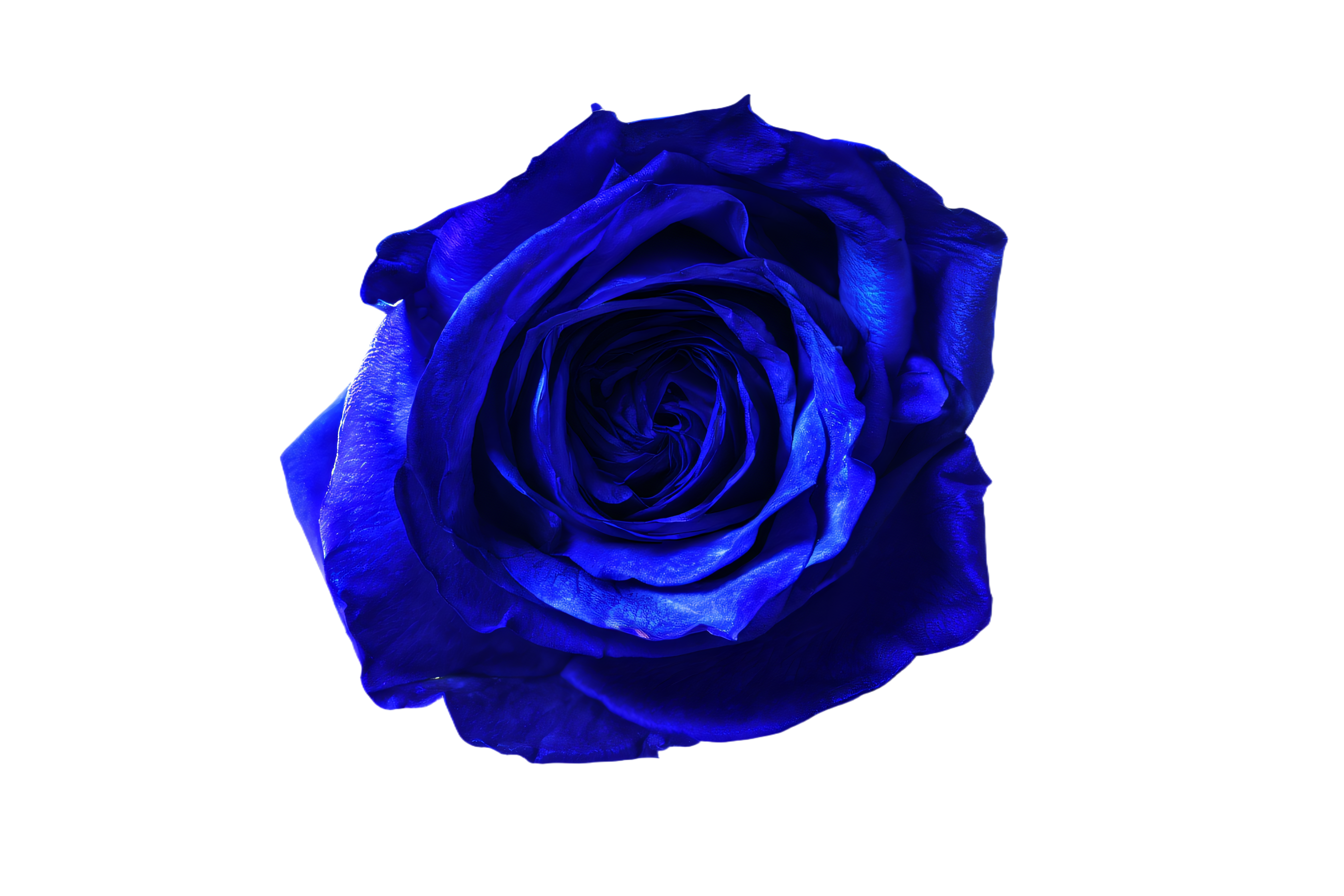 青薔薇アイコン